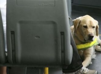 Cani sui bus, via libera immediato a Trieste