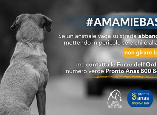 Anas: al via la campagna contro l’abbandono degli animali sulle strade